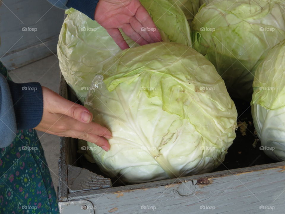 Giant Cabbage