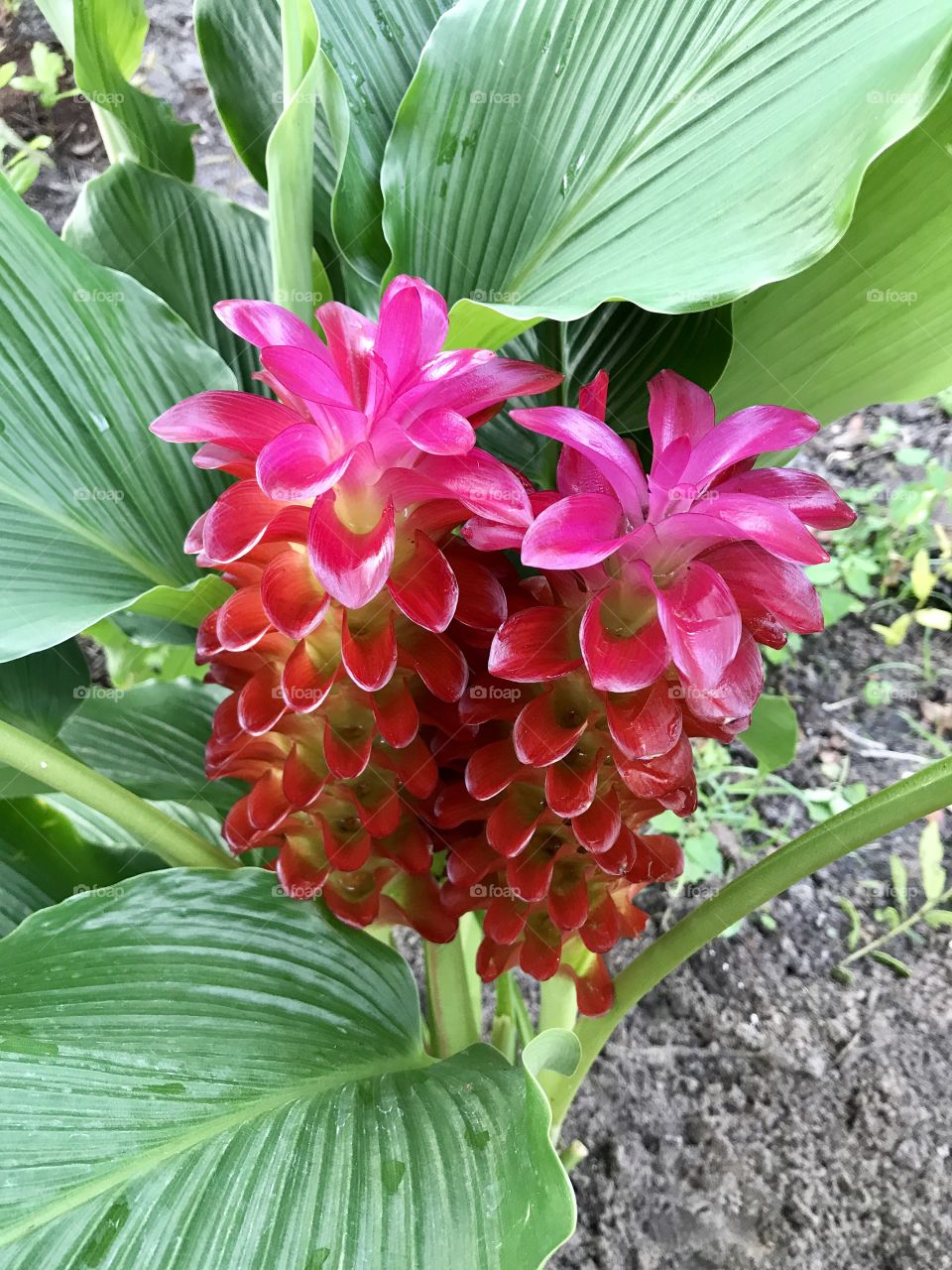 Beautiful red ginger flowers