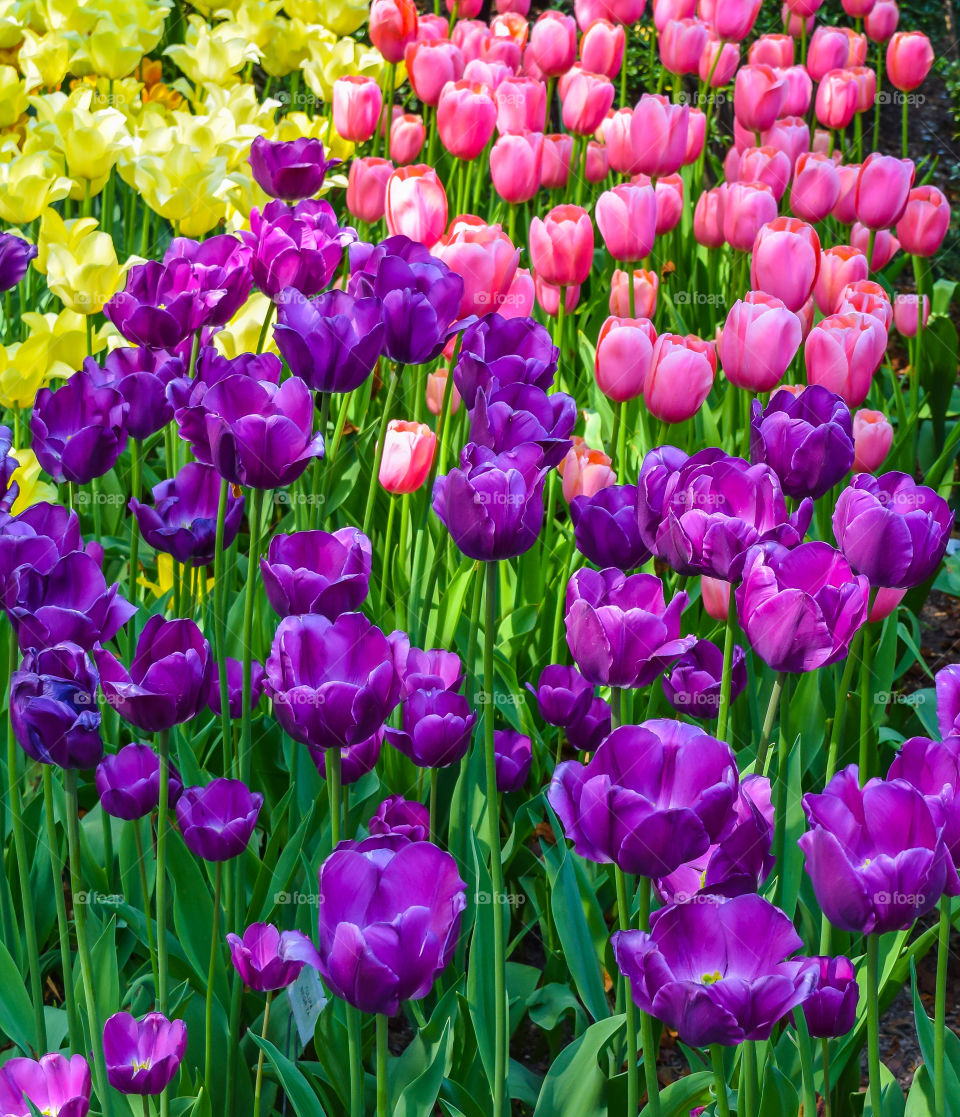 Tulips blooming in Central Park, New York City