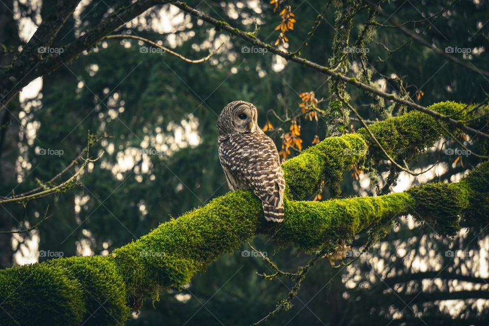 Barred owl on a mossy oak branch. 