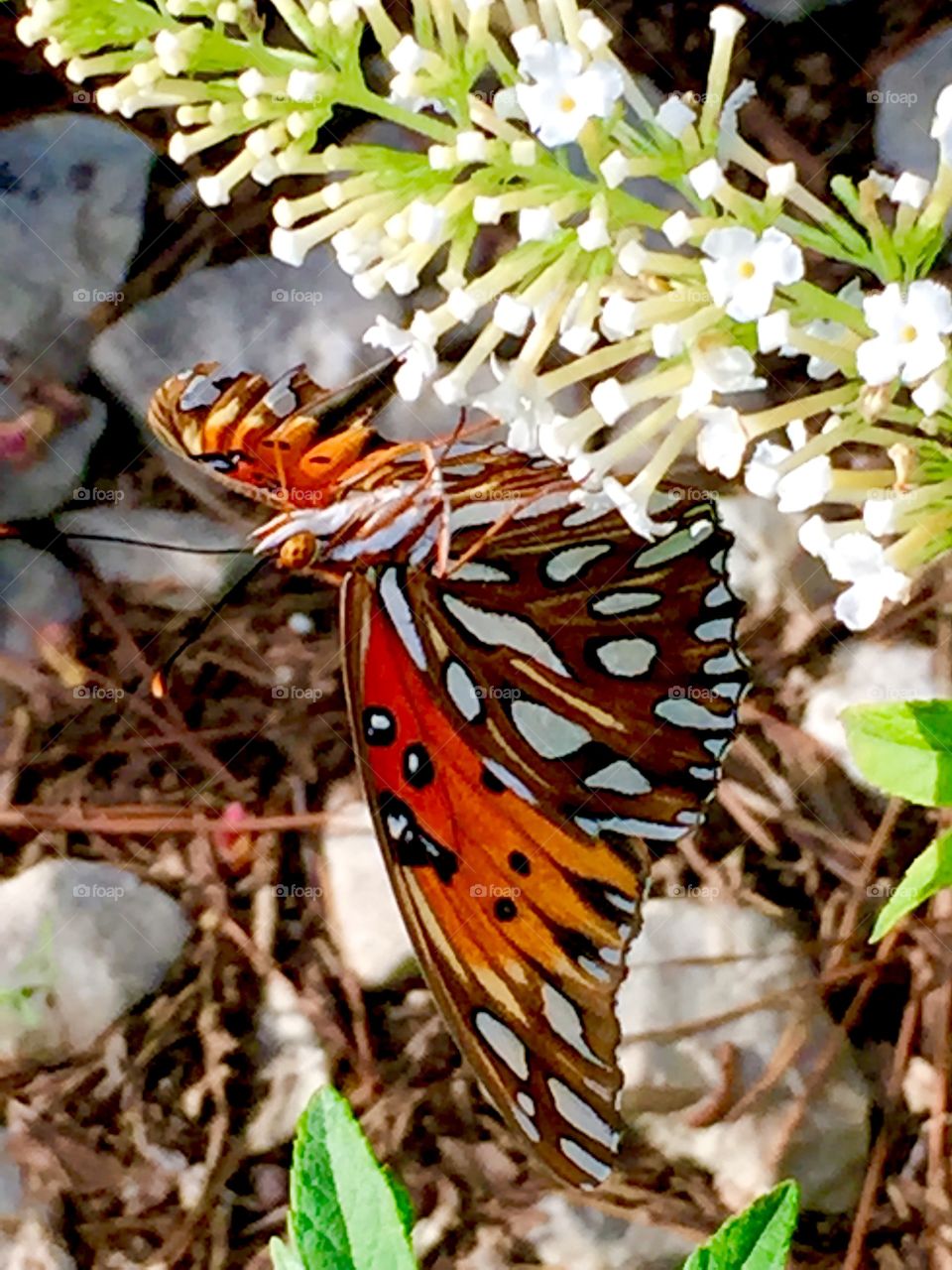 close up of a Fritillary butterfly 