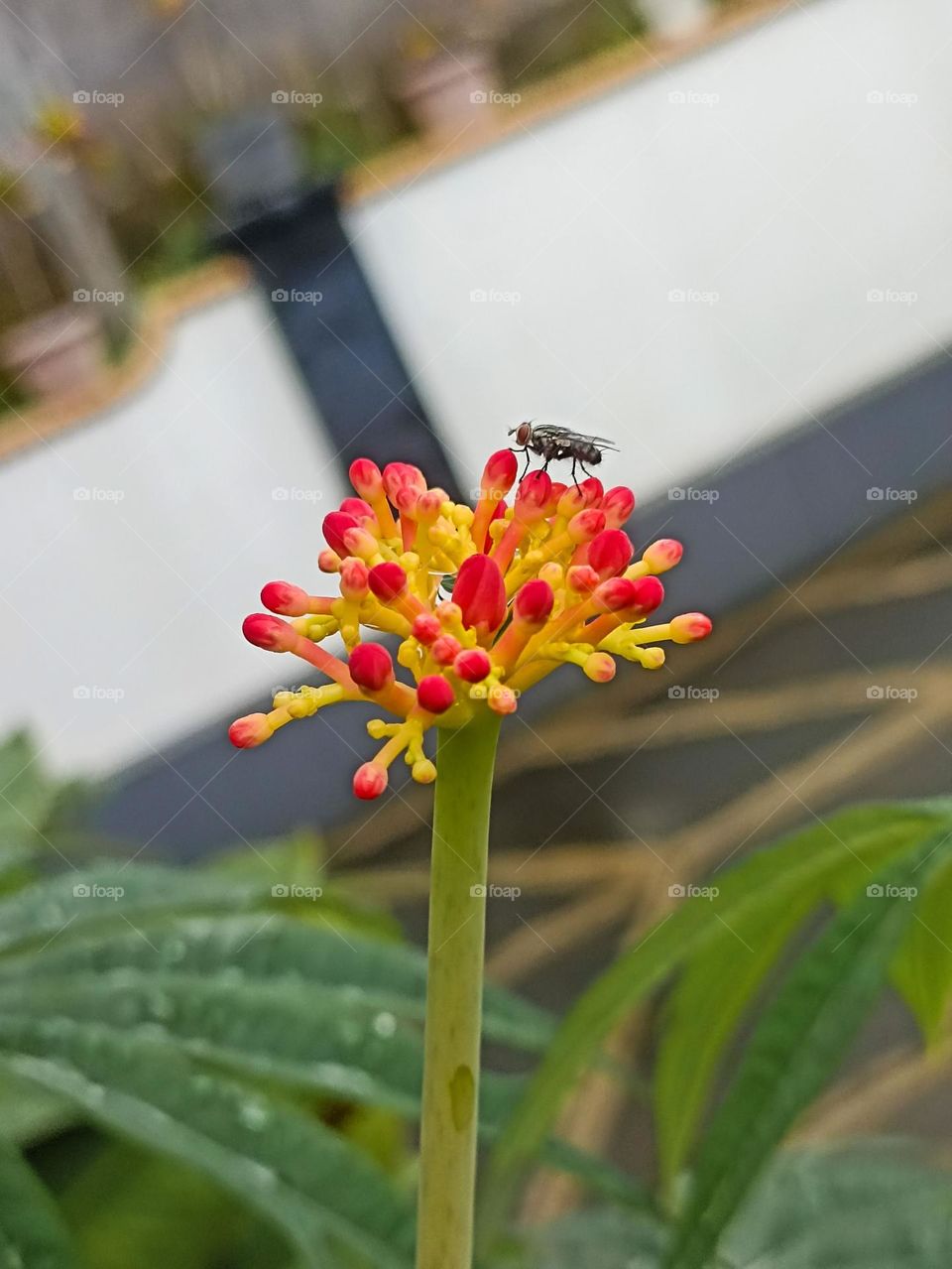 Close-up of a fly landing on a yellow and red flower in a garden