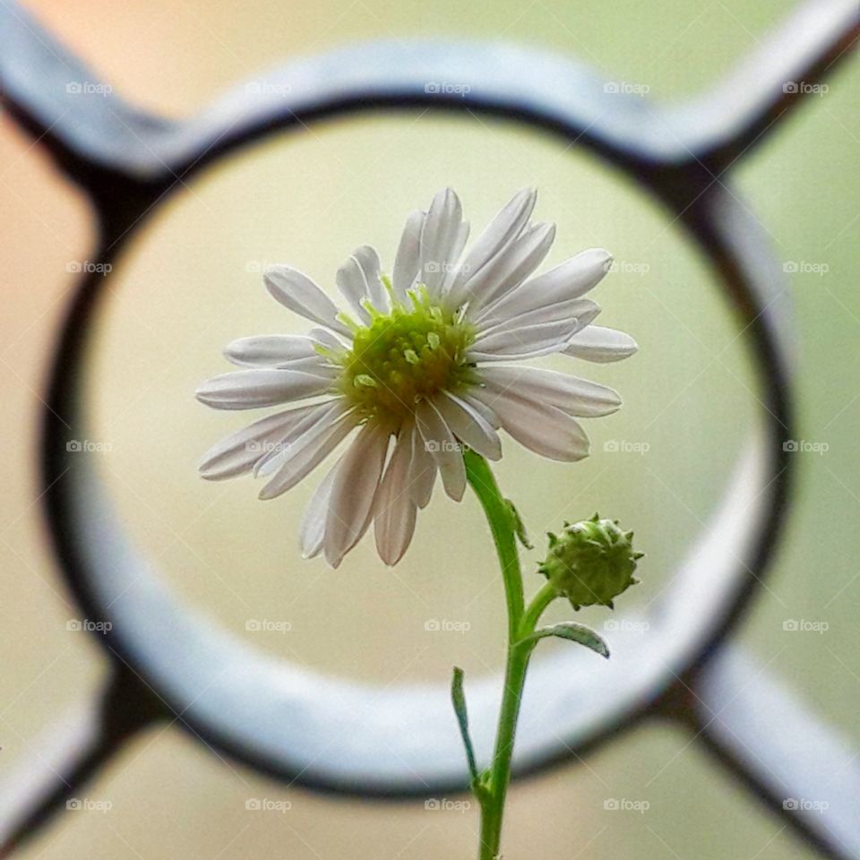 One beautiful daisy flower on the window sill