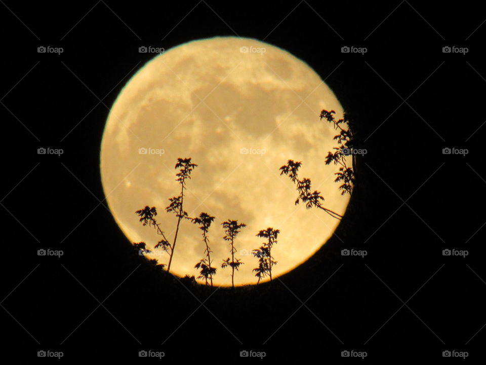 Full moon