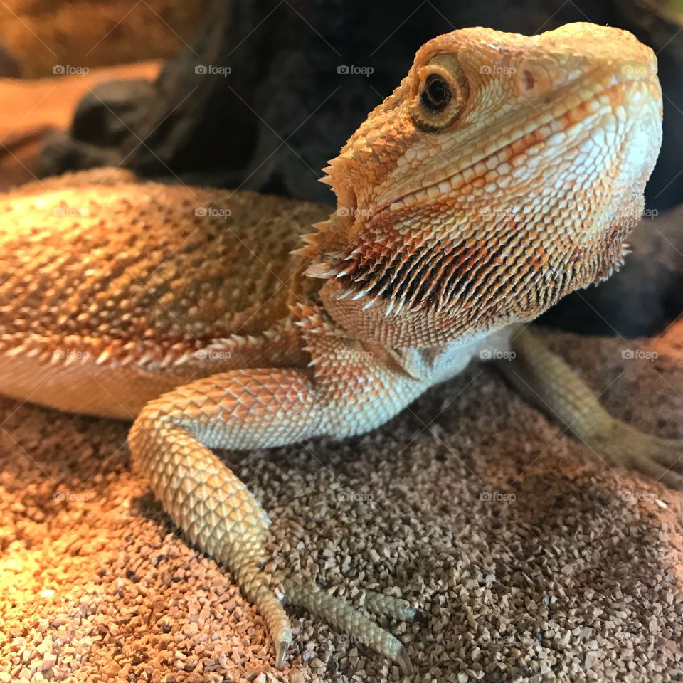 A bearded dragon at a pet store here in Florida. 