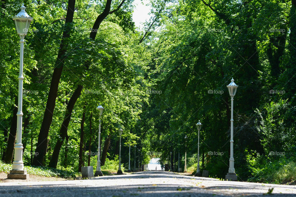 Beautiful nature Park Palic. Green forest in Palic, Serbia