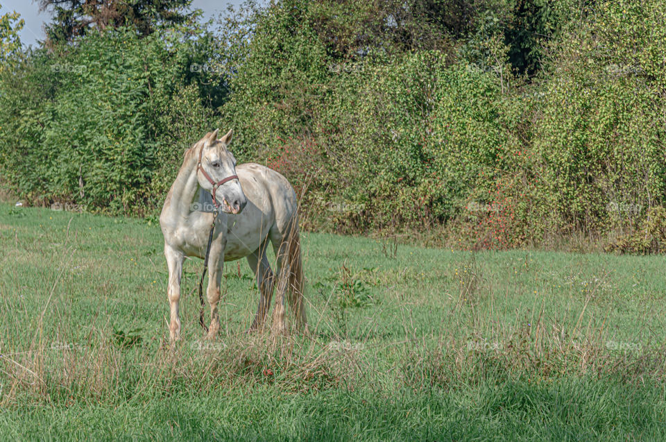 Horse on the meadow