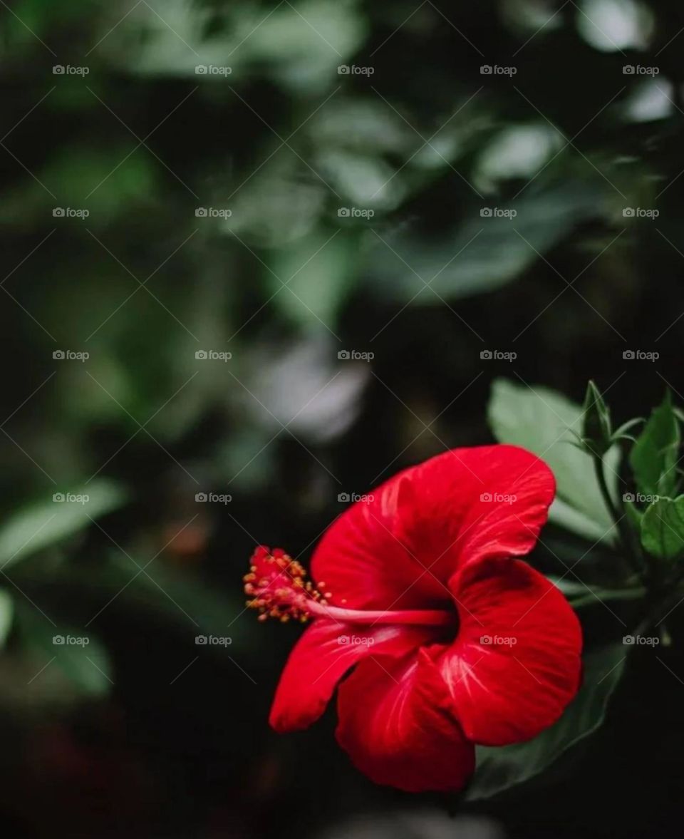 Red flower