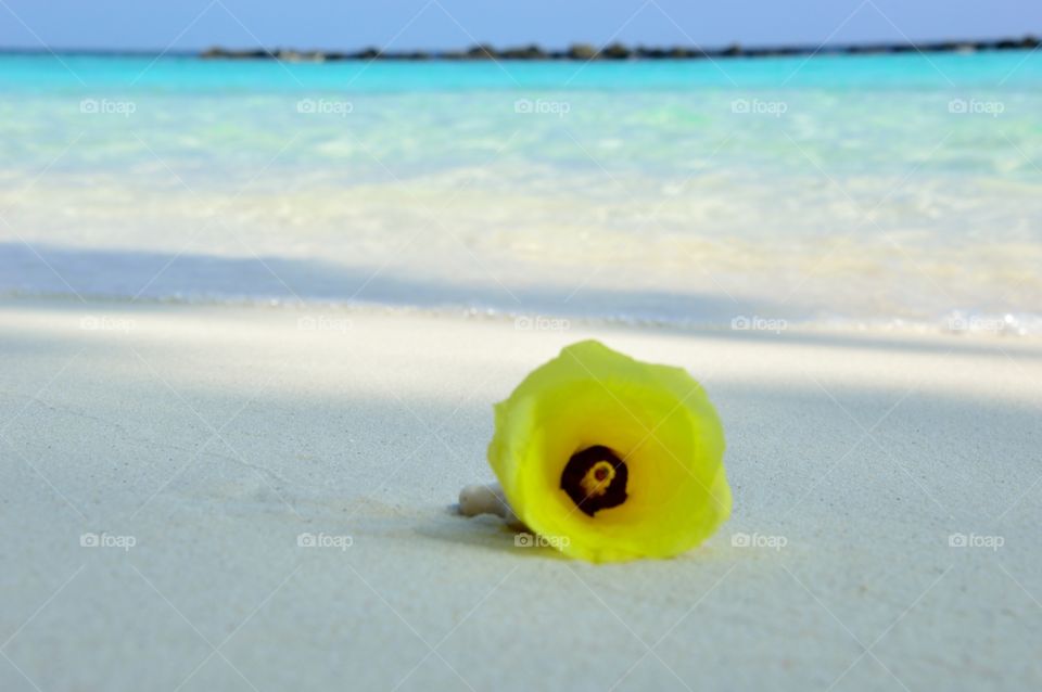 wonderful yellow flower on the seashore