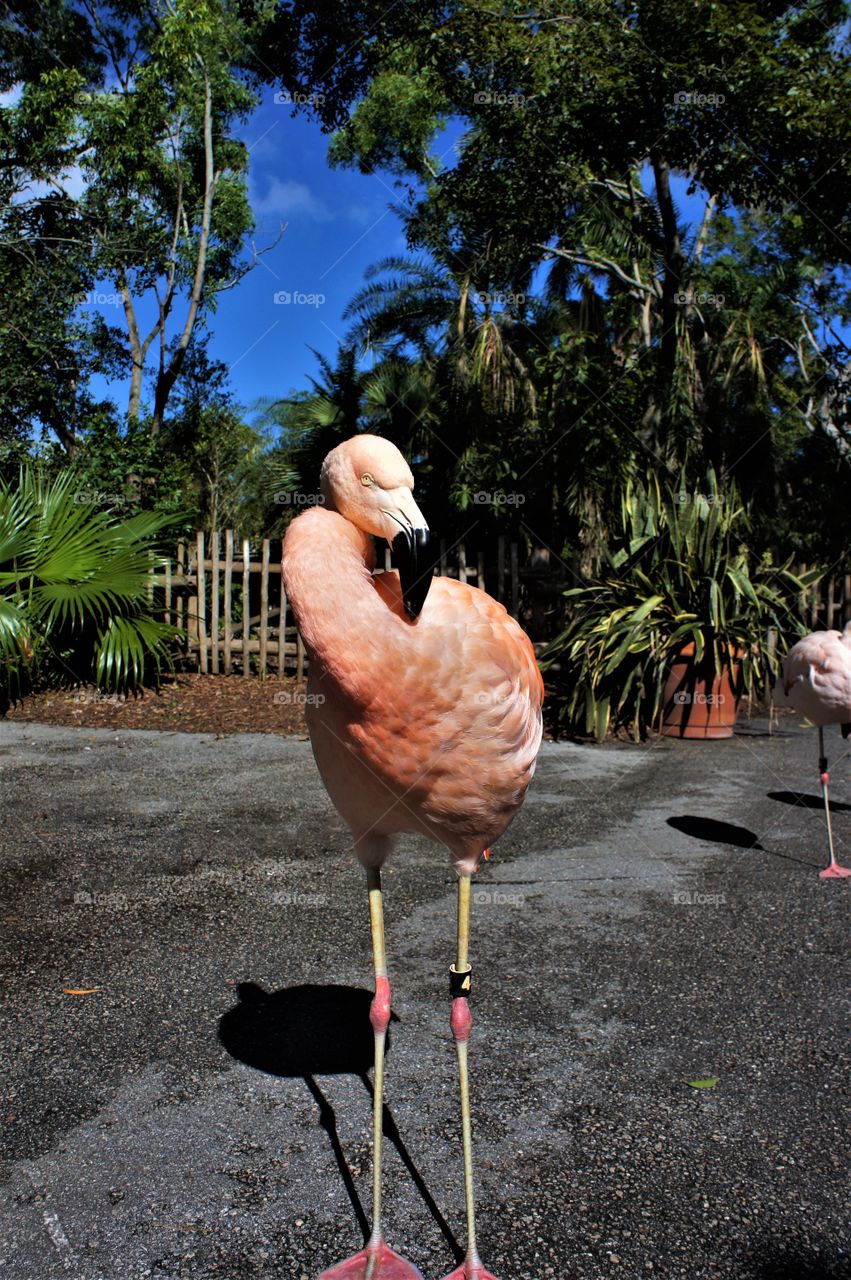 The Eyes of The Flamingo