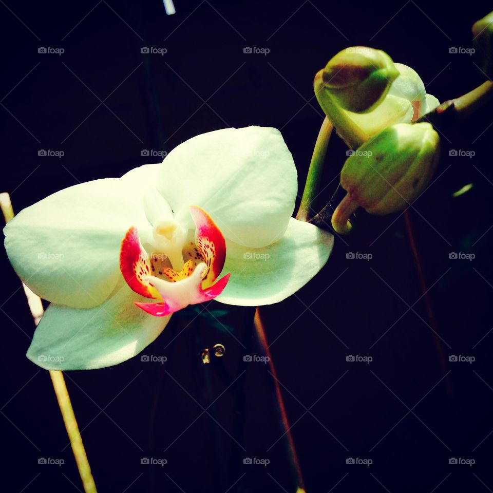 Orchid