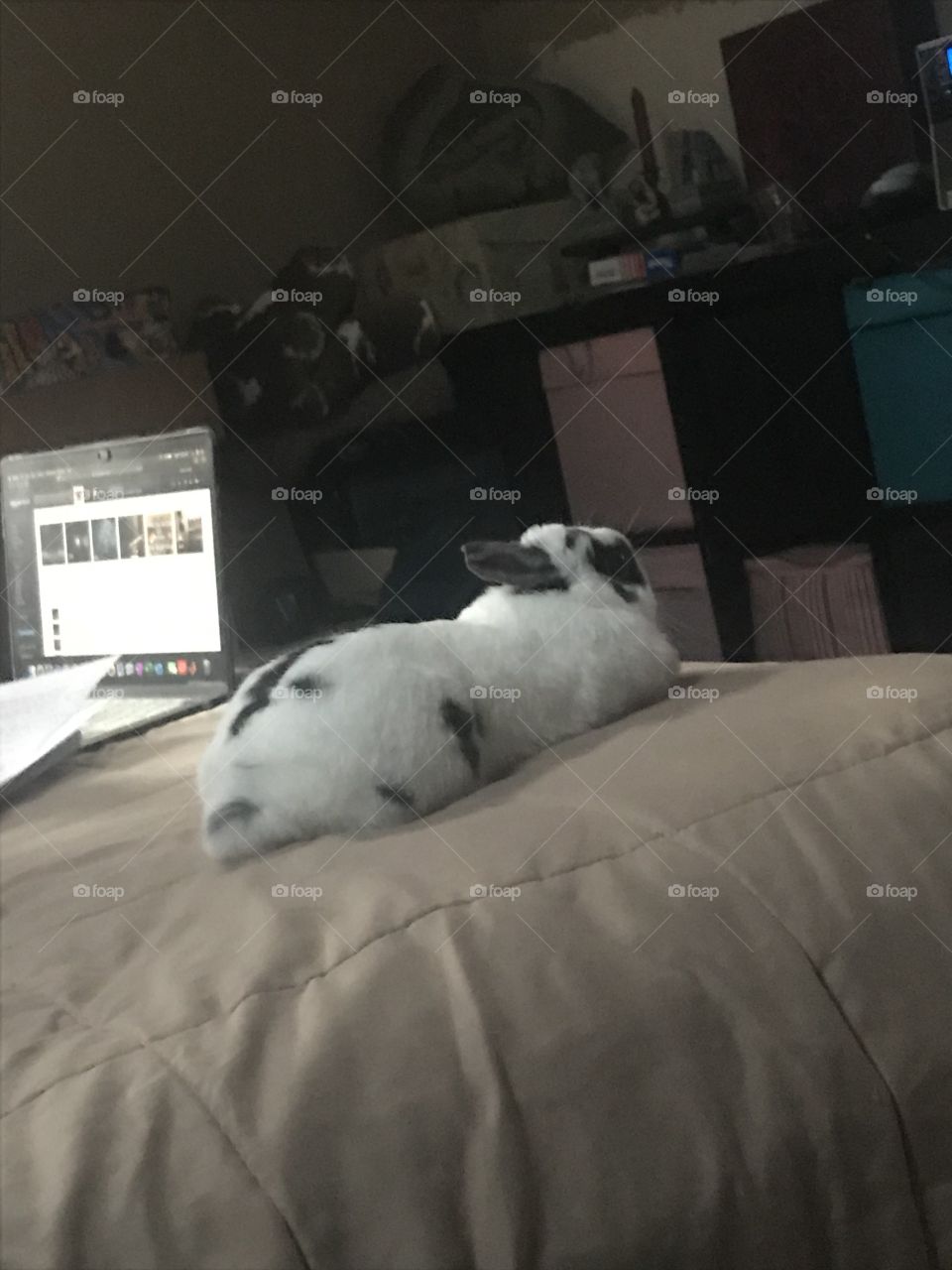 Super cute photo of a long bunny laying down and relaxing on a bed in a home 