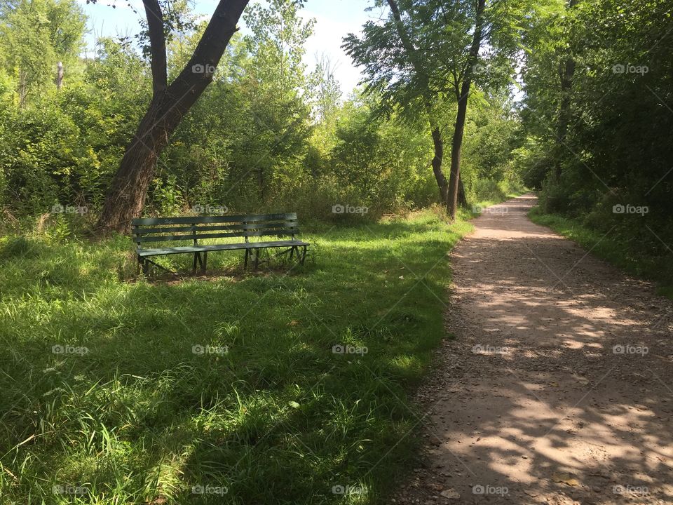 Wood, Landscape, Tree, Road, Nature