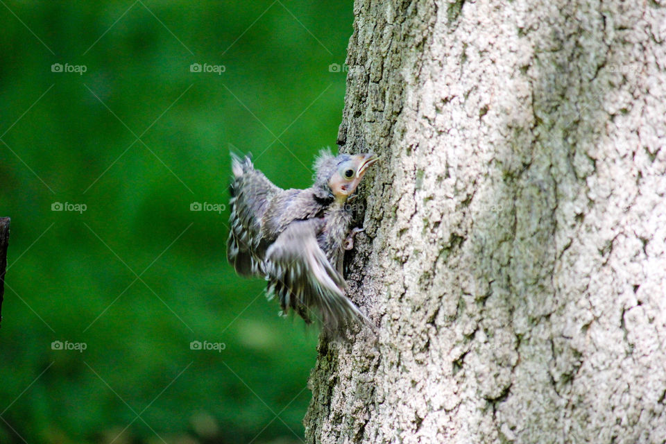 Learning to fly. This baby Cardinal was getting flying lessons from mom and dad. Poor thing is so ugly.. She is almost cute:)