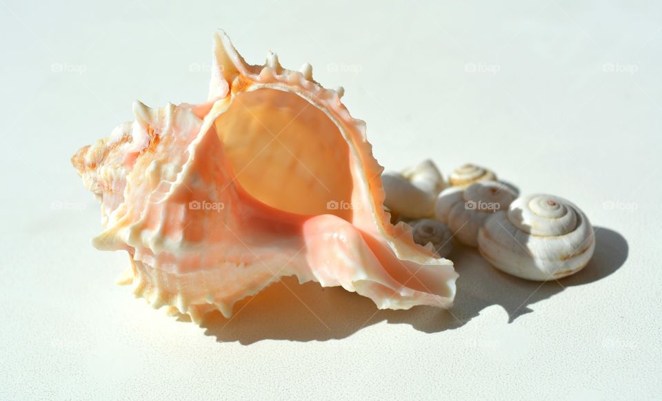 Shellfish, Seashell, Shell, Sea, No Person