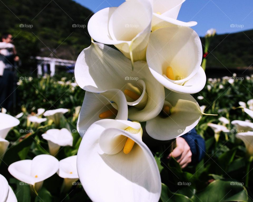 Calla Lily