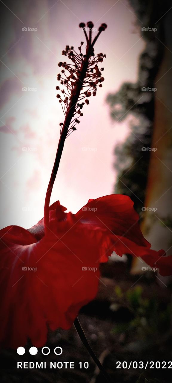 natural flower beautiful