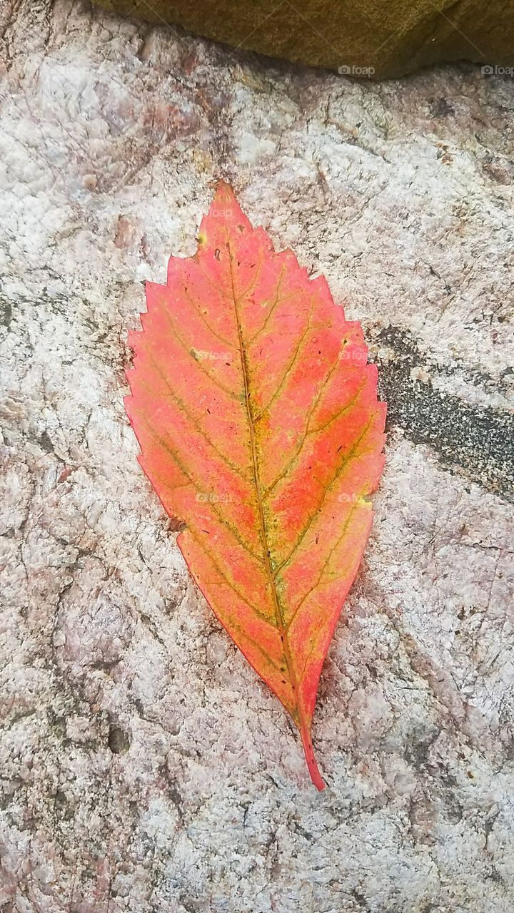 orange fall leaf on a rock