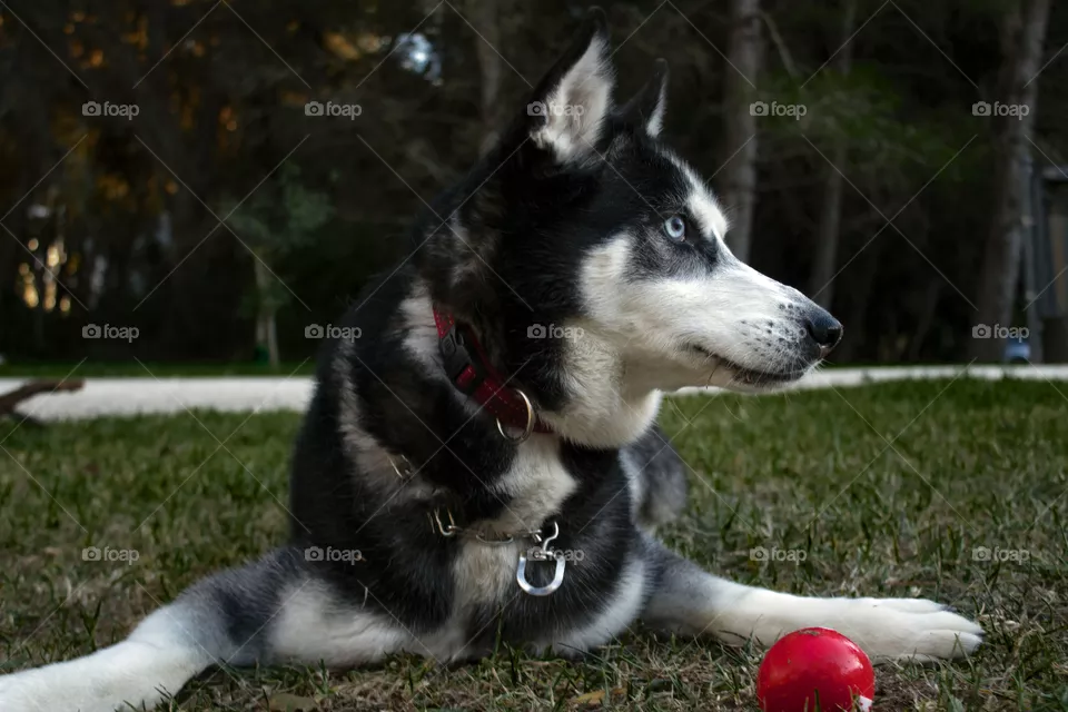Hasky dog, animal