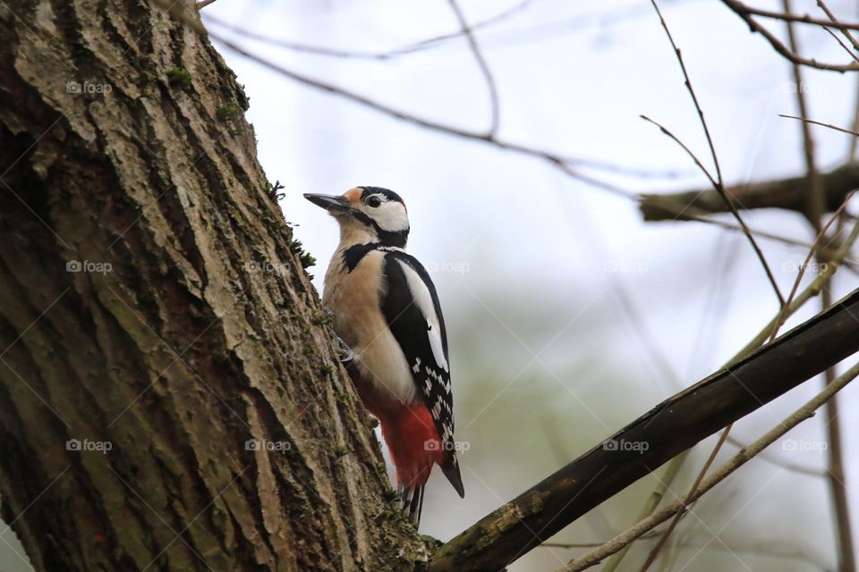 A typical German winter is depicted in this image, with sub-zero temperatures and no snow. The focus is on a woodpecker clinging to a tree. The scene conveys the cold and tranquility of the season.