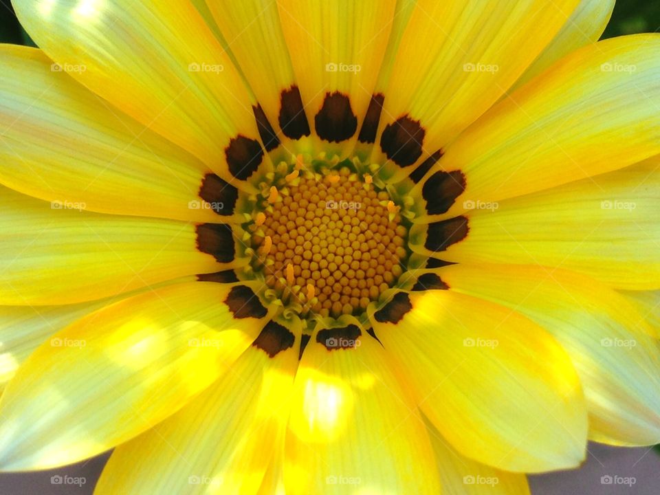 Big yellow flower of Gazania. Big yellow flower of Gazania