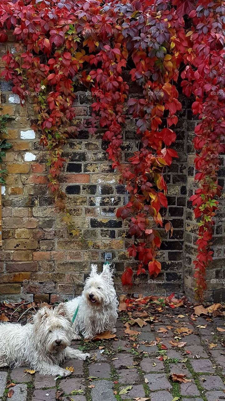 Autumn leaves. Autumn time, autumn vibes. Two dogs.