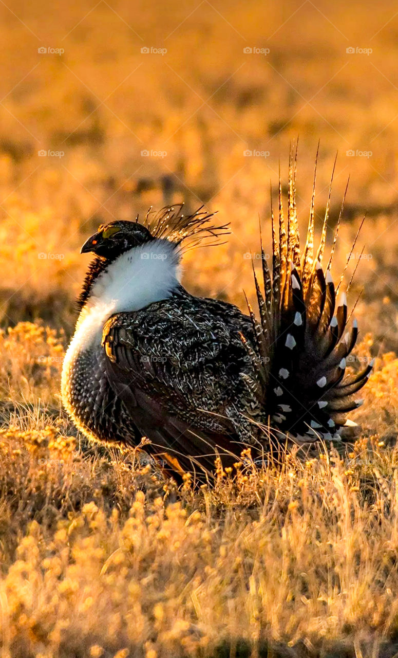greater sage-grouse bird