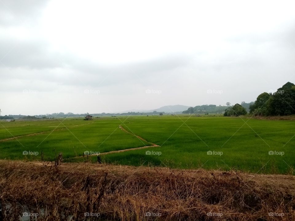 sawah