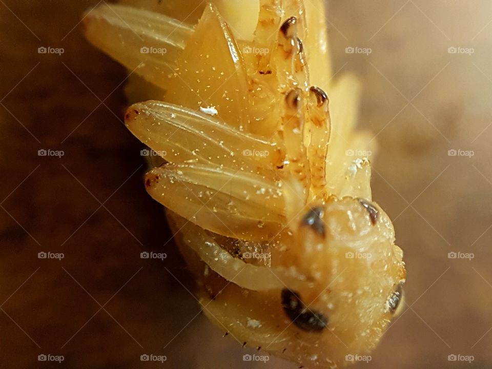 Beetle pupa closeup. Macro. 