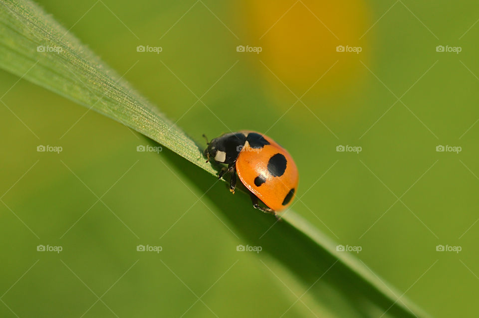 Summer, a sunny day, the grass is green, the Ladybug is running, bask in the sun, and take shelter in the grass, in the coolness of the shady grass.