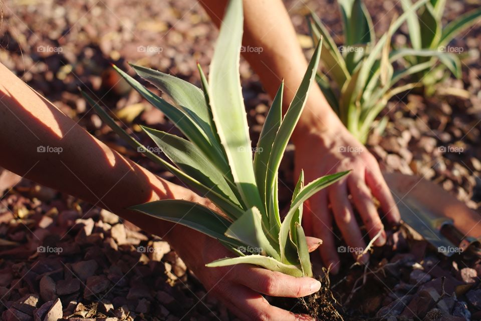 Planting agave