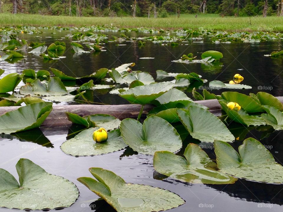 Lilly pads 