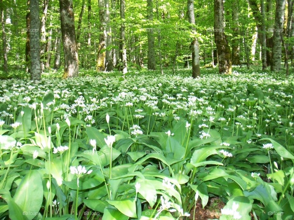 Flora and Trees, Montenegro