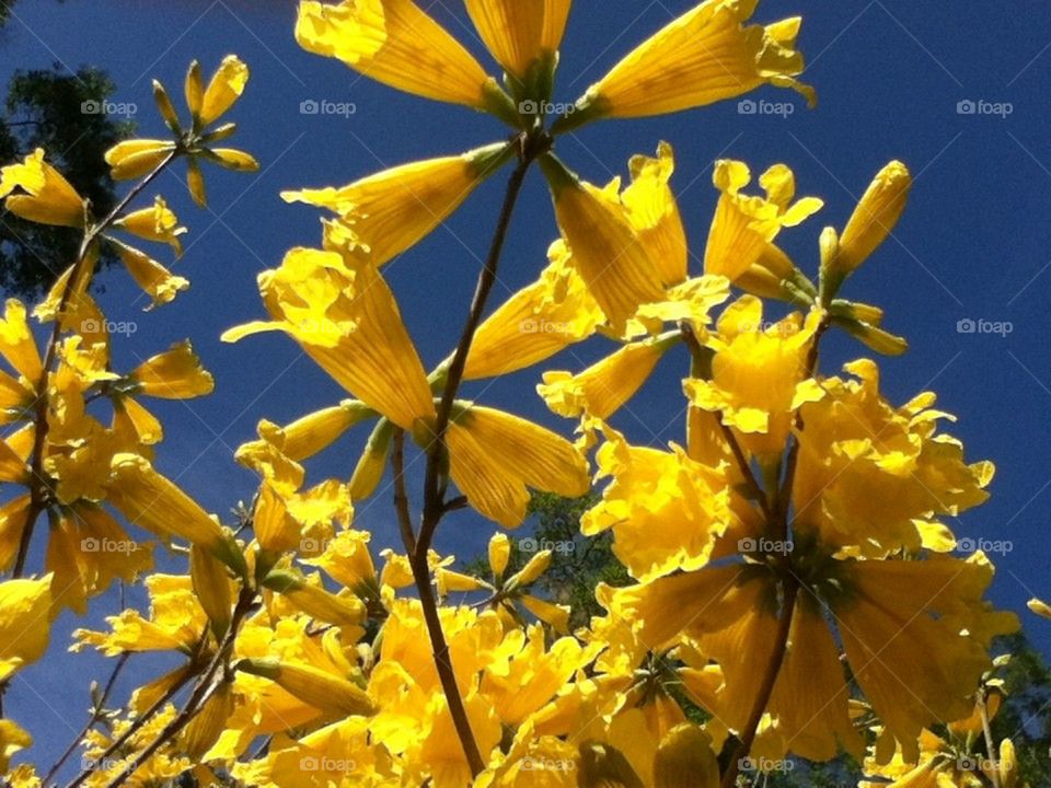 Yellow trumpet tree flower