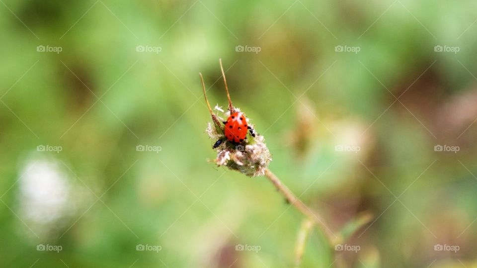 Ladybug