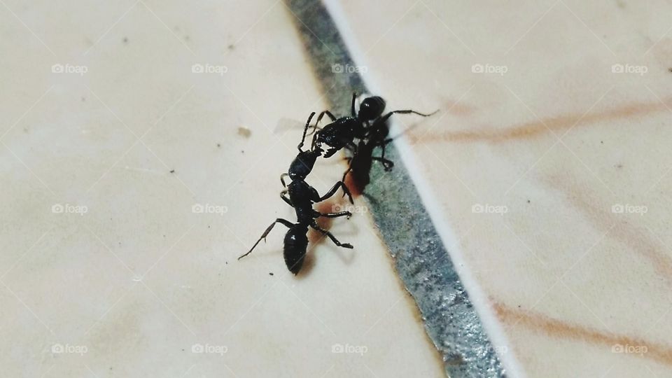 Two black ants are at war
