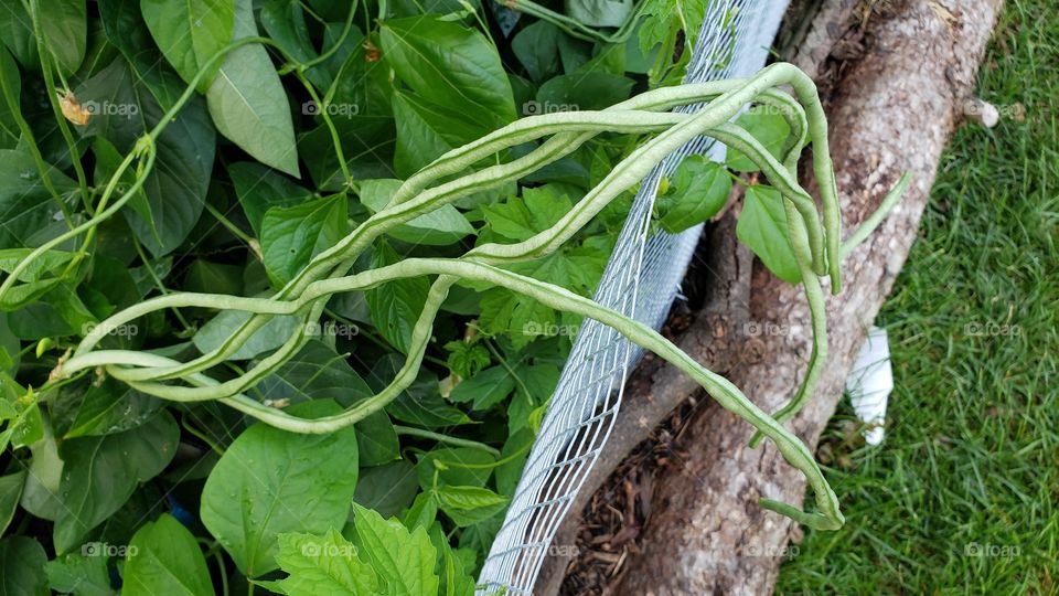 string beans