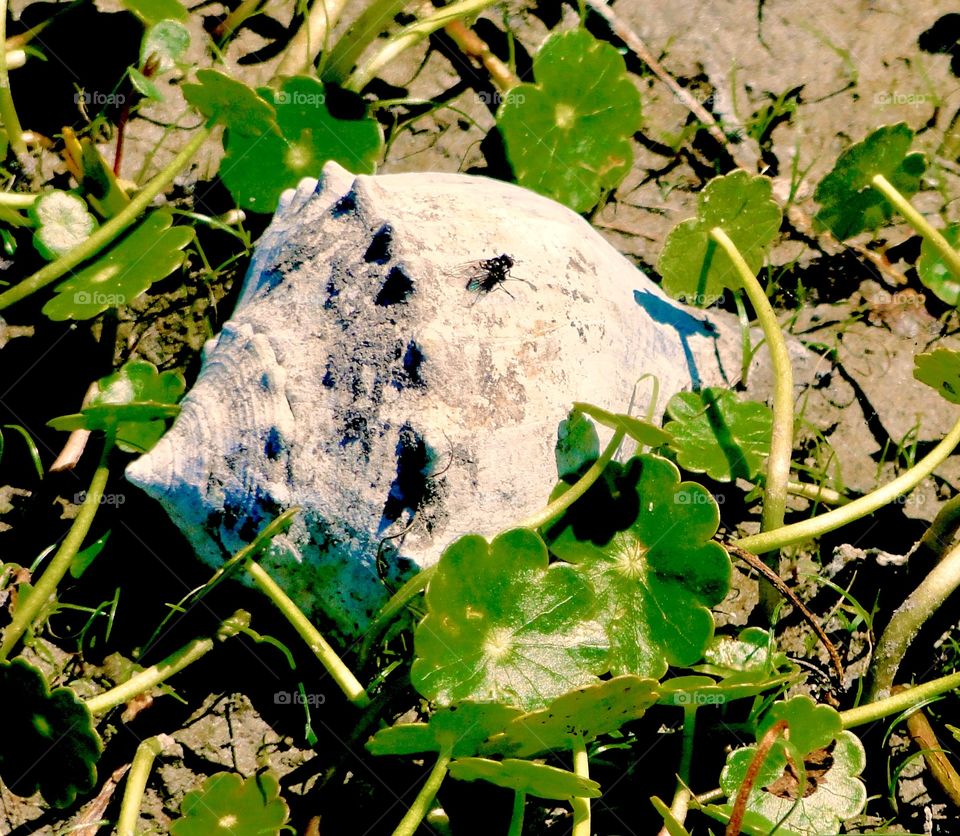 Fly resting on shell