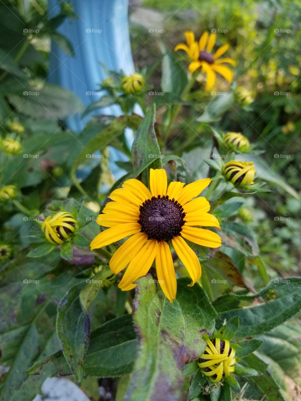 Nature, Summer, Flower, No Person, Flora