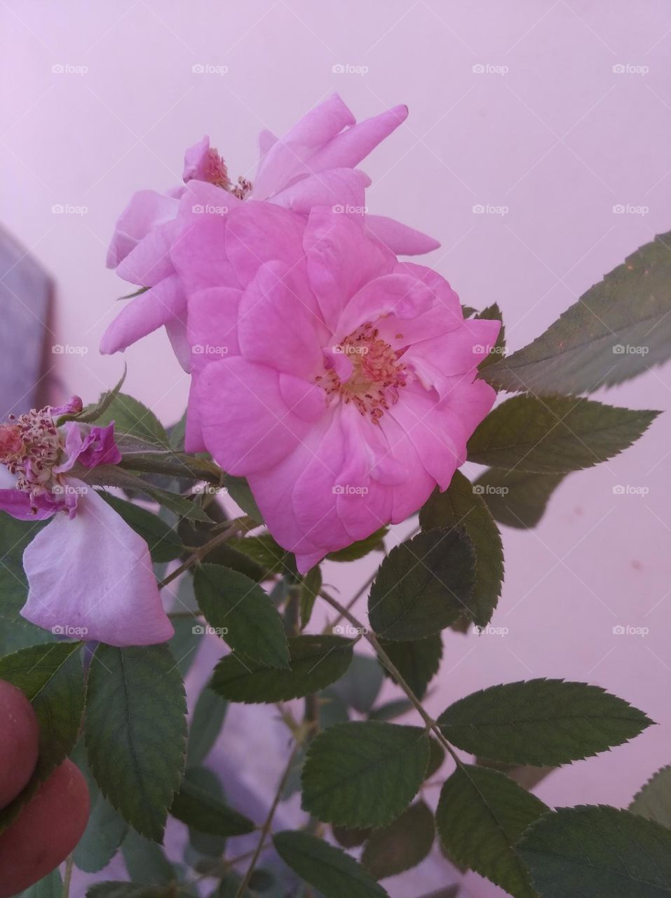 Desi rose flower pink flower seasonal fresh looks very beautiful generally found everywhere