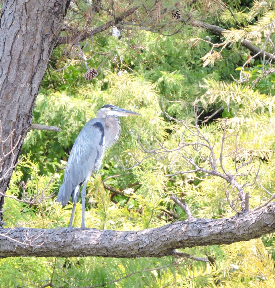 Blue heron