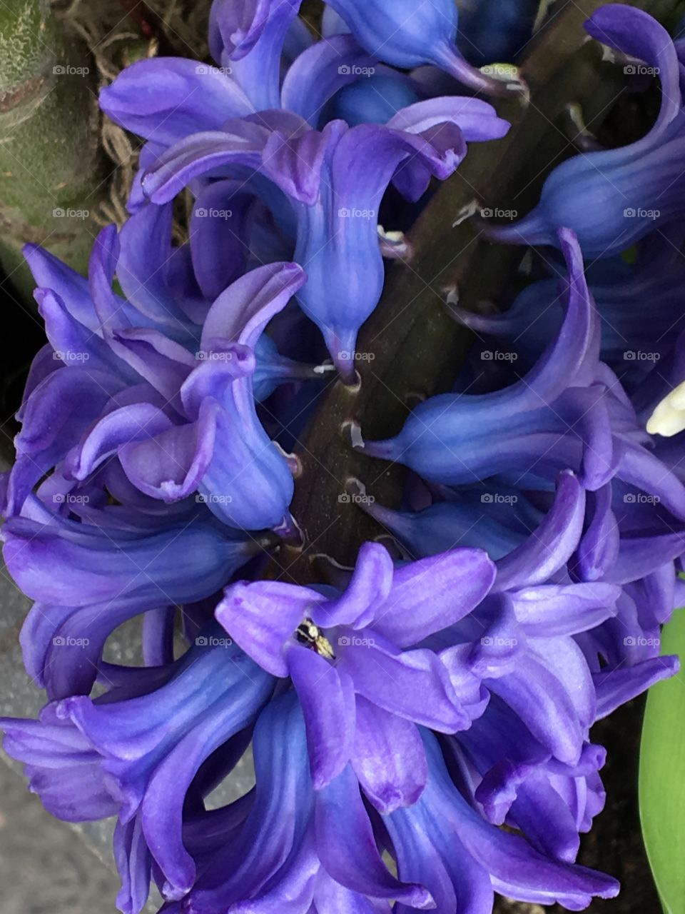 Purple hyacinth 