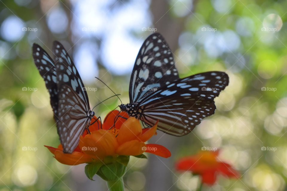 Butterflies flower