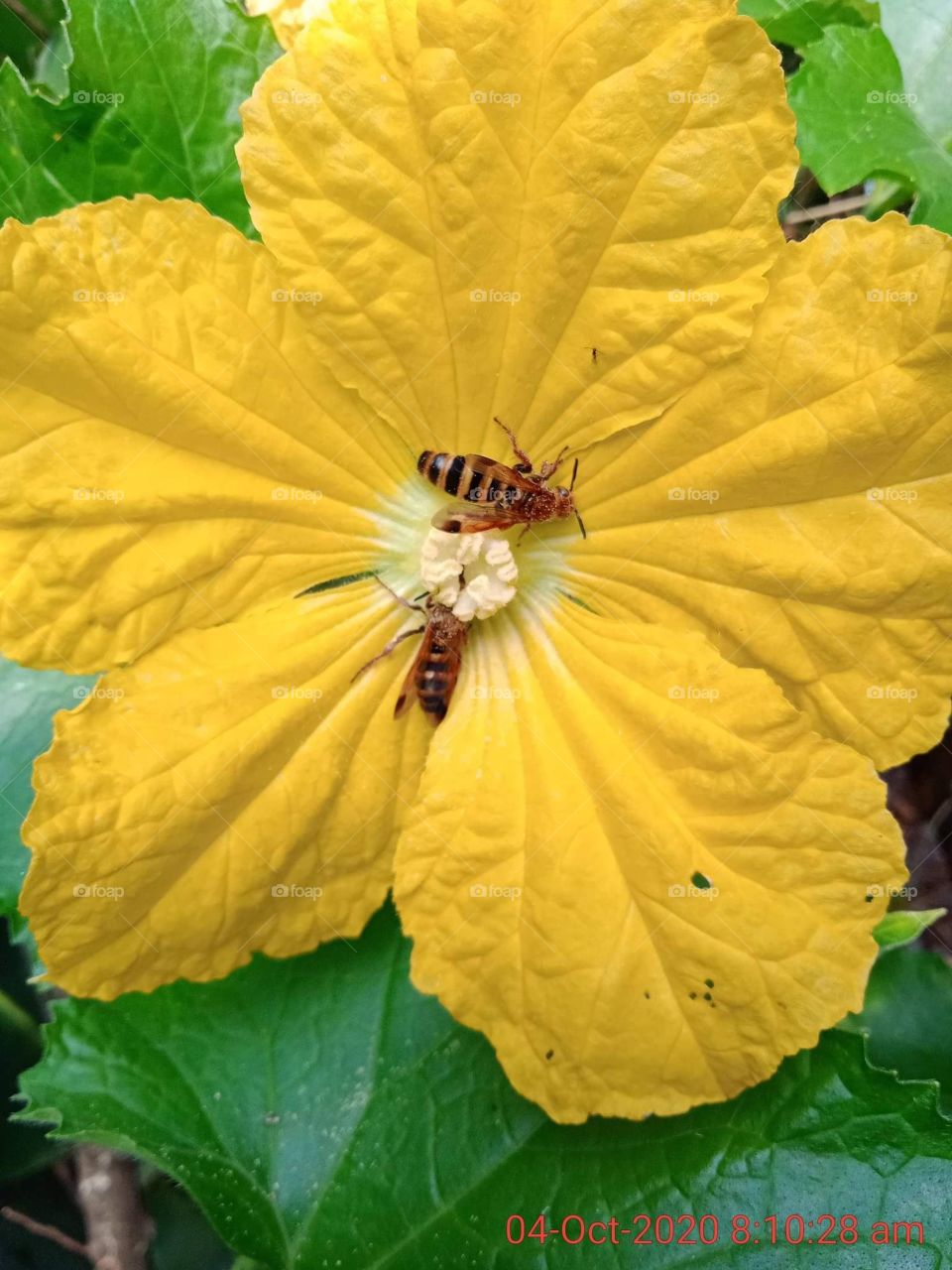 Look deep into nature, and then you will understand everything better. 