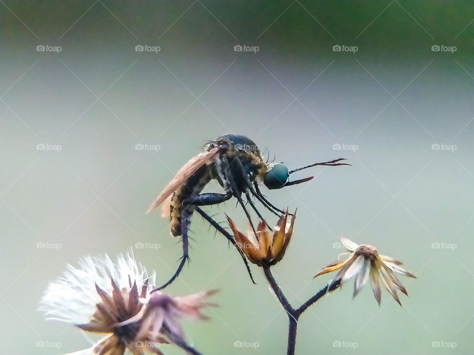 Insects on dry grass.