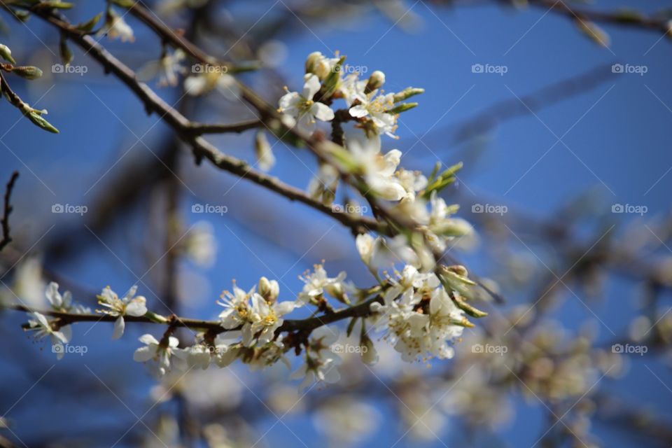 flowers lilies on tree branches