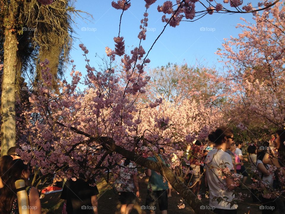 Cherry tree. Parque do Carmo Cherry Tree Festival