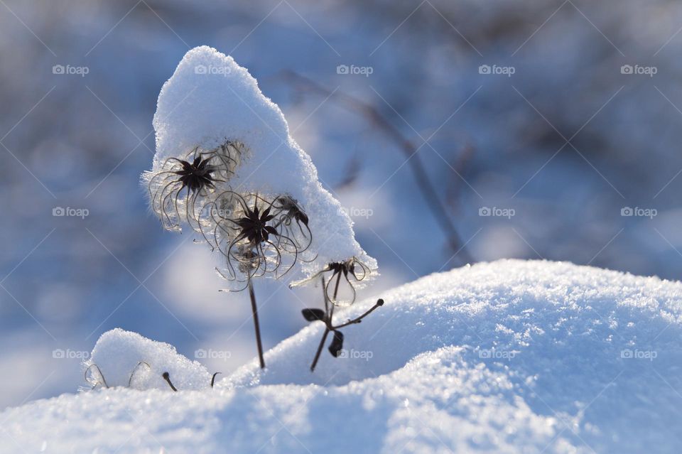 Dry clematis flowers in snow caps