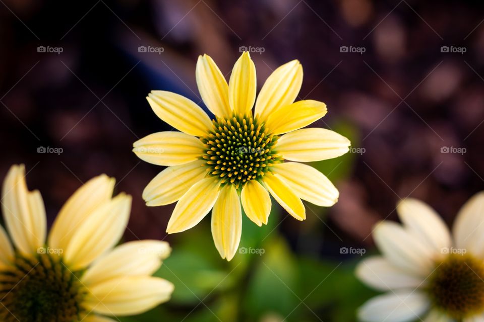 A top down portrait of a yellow coneflower. the plant has a cone shaped center when fully grown.