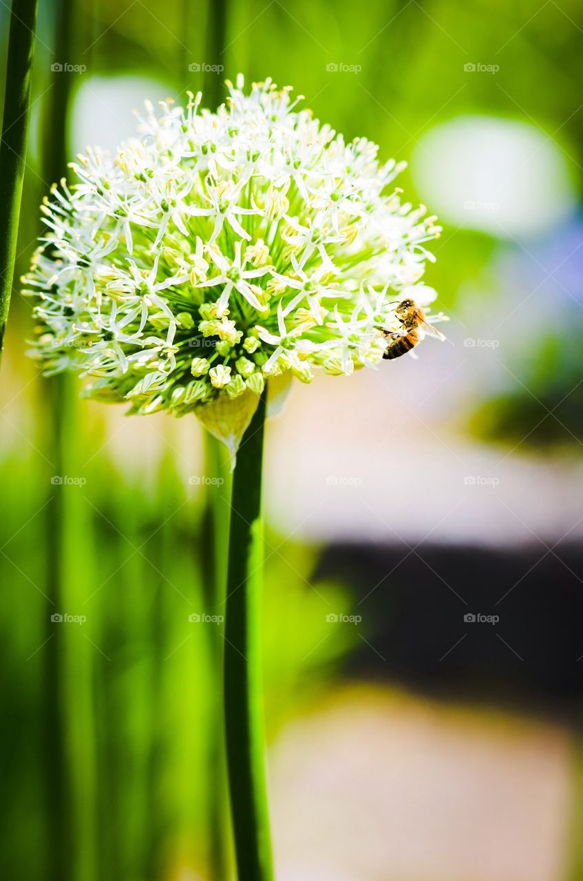 Close-up of bee on flower